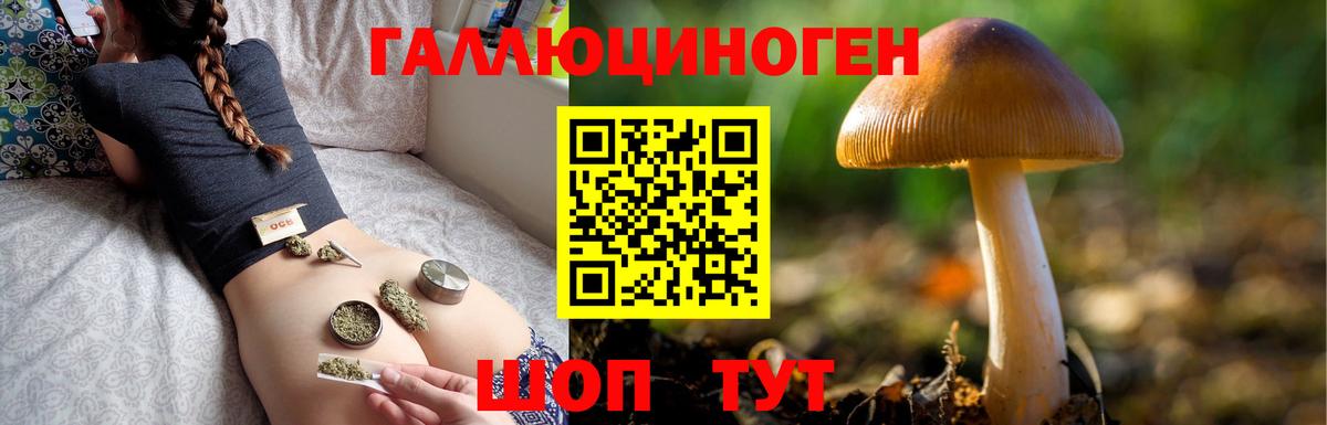 Ефремов  Псилоцибиновые грибы Psilocybine cubensis  Вход с VPN 
